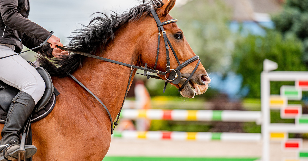 How do Horses Travel to International Competitions?