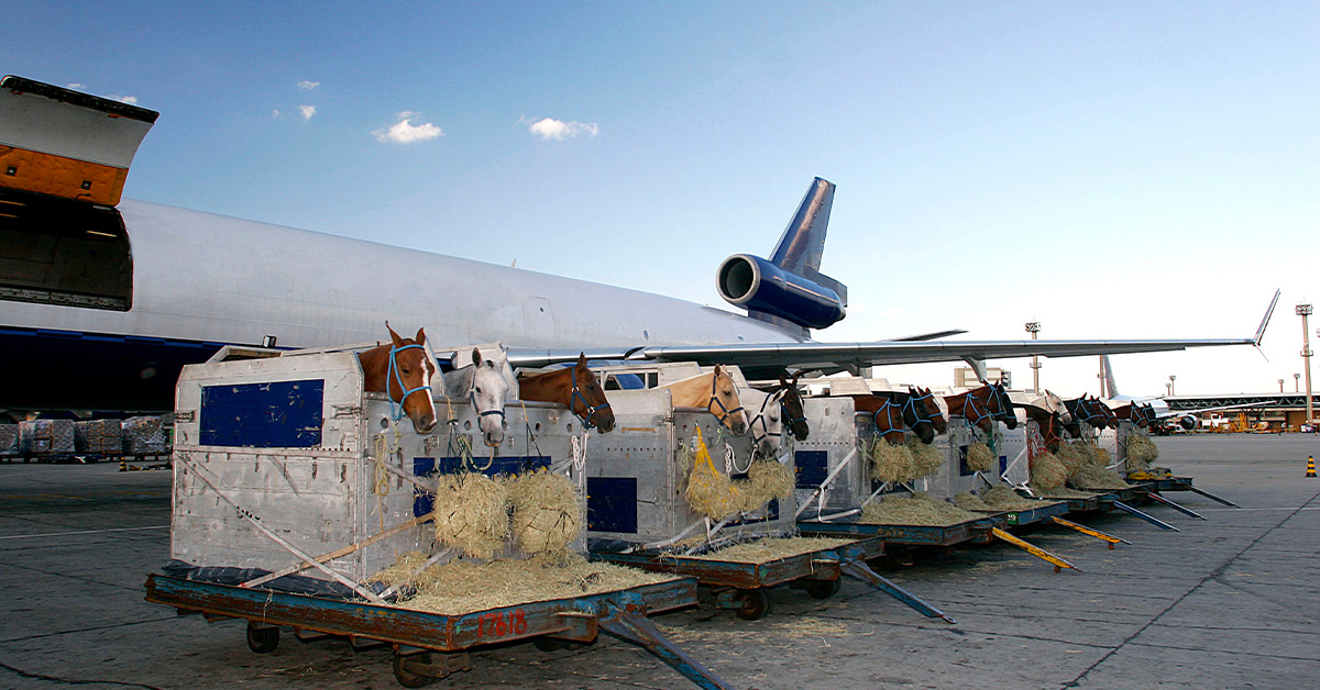 9-things-that-are-unique-about-transporting-horses-on-an-airplane