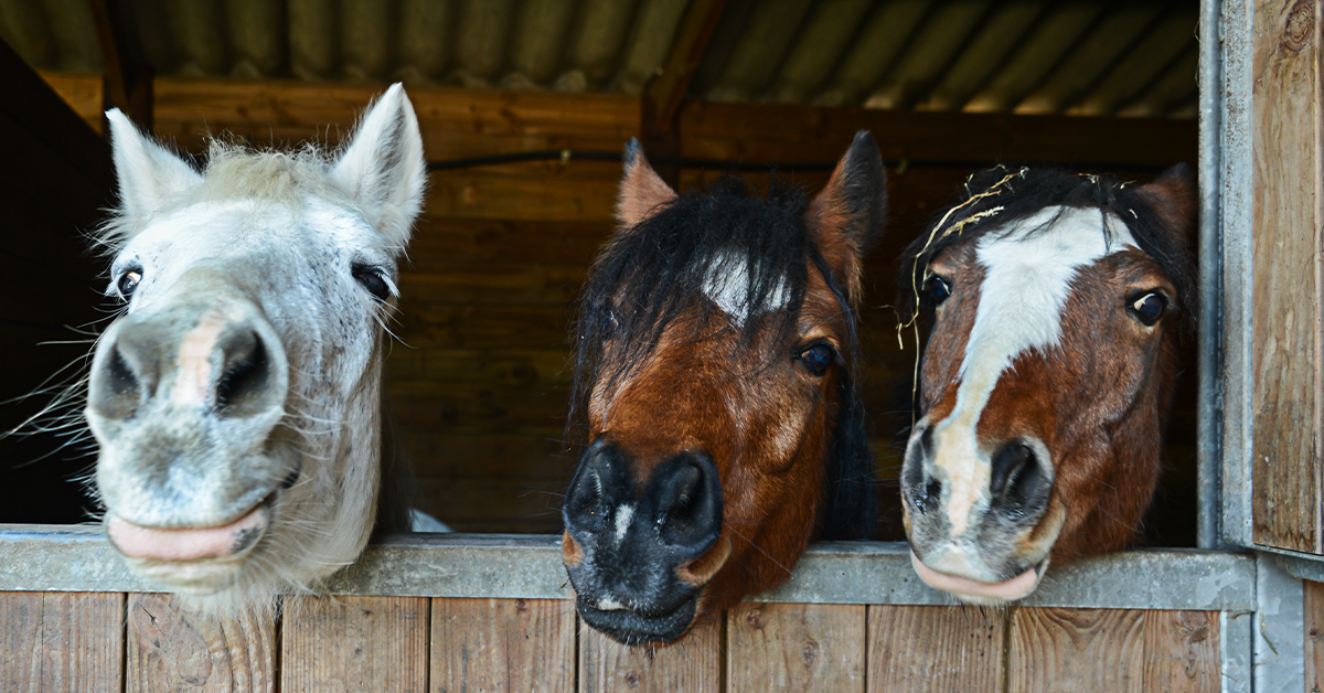 How Do Horses Fly? Alex Nichols Agency